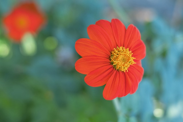 阿兹蒙放弃 阿兹蒙放弃